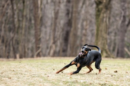 chien_virage_adherence___Paw_Prints_-_Pet_Portraits_By_Charlene.jpg