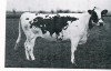 claudio_parmiggiani_vache_planete.jpg