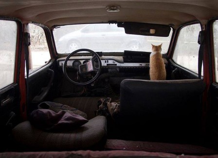 hajdu_tamas_chat_au_volant_mort_au_tournant.jpg