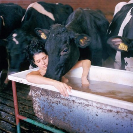 janine antoni 2038 bain abreuvoir vache.jpg