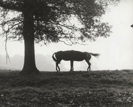 le cheval à 6 pattes.jpg