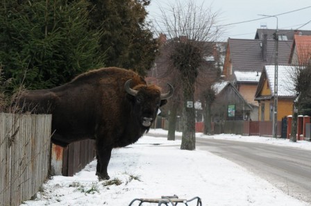 le_chien_des_voisins_bison_pologne.jpg