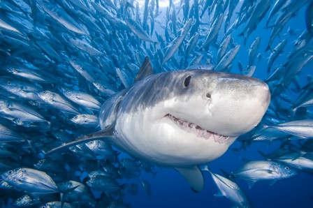 le sourire du requin.jpg