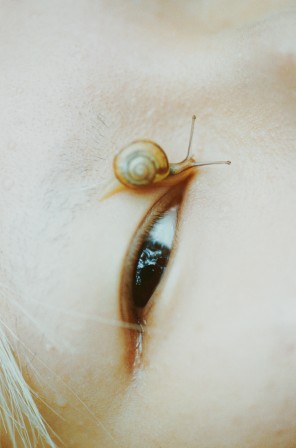 oeil escargot.jpg