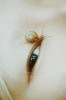 oeil escargot.jpg