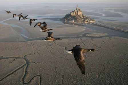 oiseau_mont_saint_michel_bienvenue.jpg