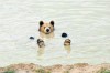 ours bain 2.jpg