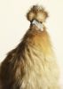 peter_lippmann_poule_snob_couronne_anniversaire.jpg