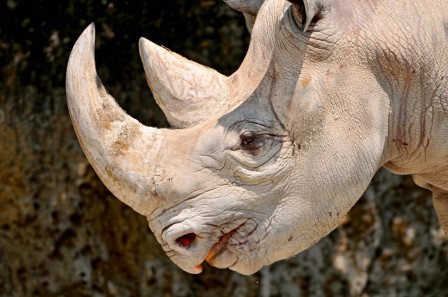 rhinocéros croissant de lune.jpg