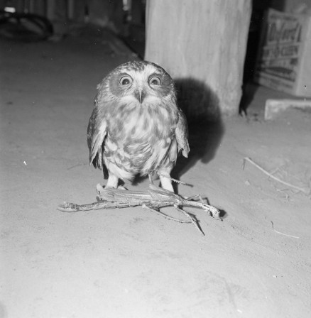 1966 A surprised Boobook owl is caught on camera by Australian News and Information Bureau photographer Harry Frauca chouette hibou surprise.jpeg, mar. 2021