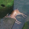 Accidentally by Pro Teens Bambi Ophélie noyé.jpg, juil. 2021