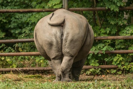Adam Wawrzyniak cul rhinocéros.jpg, oct. 2019