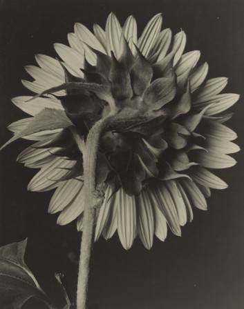 Albert Renger-Patzsch 1930s tournesol ne me tourne pas le dos.jpg, mar. 2021