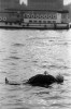 Alfred Hitchcock Presents Dip in the Pool 1958 mort.jpg, oct. 2021