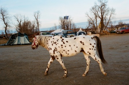 Amanda Leigh Smith cheval Appaloosa.jpg, janv. 2021