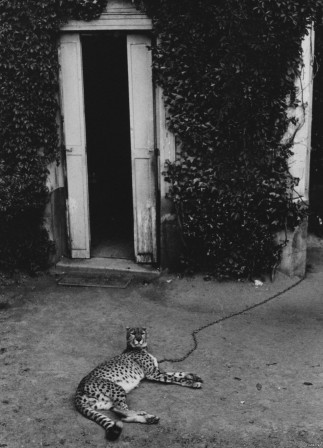 André Kertész Rouen 1929 attention au chien.jpg, déc. 2021