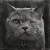 Andy Prokh chat l'oeil fermé.jpg, juin 2021