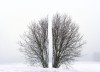 Antti Laitinen Broken Landscape déforestation là où il y a une volonté il y a un chemin arbre.jpg, mai 2023