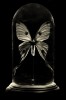 Argema mittrei the comet moth photographed by Johann Fournier papillon de nuit.jpg, déc. 2022
