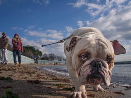 Arman Tezcan chien bonjour.jpg, sept. 2019