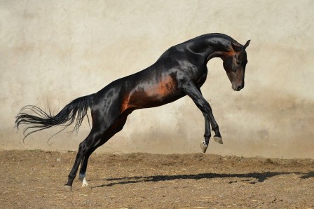 Artur Baboev les chevaux de feu.jpg, août 2019