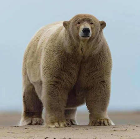 Baptisé Fat Albert par des habitants de l'Alaska cet ours polaire a 190 kilos en surpoids comme j'aime pour les ours.jpg, déc. 2021
