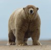 Baptisé Fat Albert par des habitants de l'Alaska cet ours polaire a 190 kilos en surpoids comme j'aime pour les ours.jpg, déc. 2021