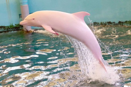 Boto dauphin rose de l'Amazone ordre des odontocètes dauphin d'eau douce.jpg, juil. 2021