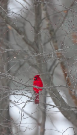 Brad Holzman Photography oiseau cardinal rouge.jpg, janv. 2023