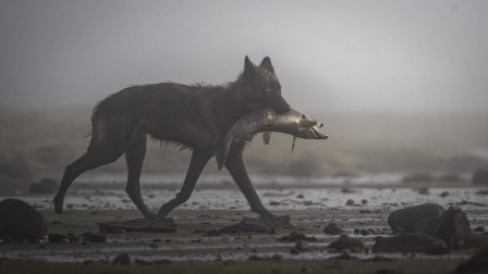 British Columbia wolf by Garkast poisson vendredi mes petits loups.jpg, nov. 2023
