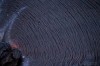 Bruce Omori les tresses de lave.jpg, nov. 2019
