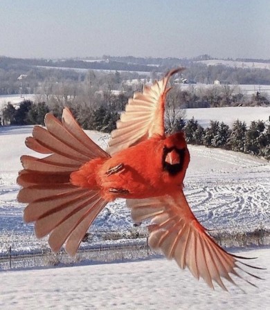 Cardinal rouge alors on danse.jpg, fév. 2021