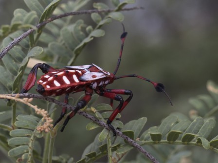 Cerambycidae ou capricorne.jpg, juin 2020