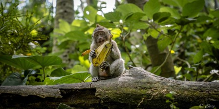 Christel Cavaciuti singe manger des bananes à Bali.jpg, déc. 2021