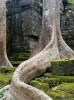 Christophe Cassegrain la nageoire de l'arbre Cambodge.jpg, mai 2021