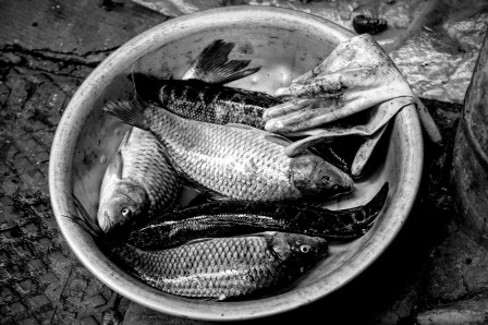Chuck Kuhn Vietnam poissons.jpg, avr. 2020
