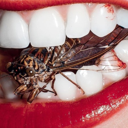 Cicadoidea l'insecte entre les dents.jpg, mai 2023