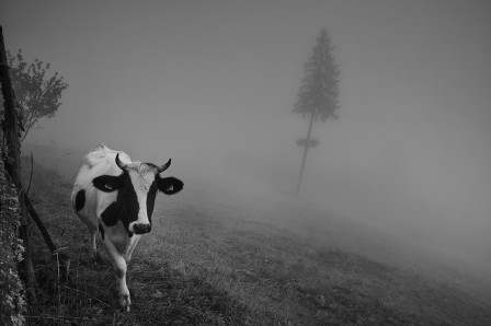 Cornel Pufan vaches dans la brume.jpg, août 2020