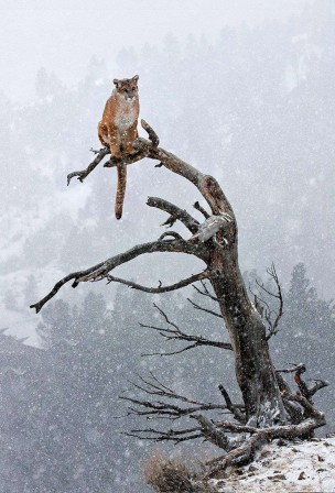 Cougar sur un arbre sous la neige.jpg, fév. 2021