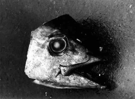 Daidō Moriyama poisson vendredi.jpg, janv. 2021