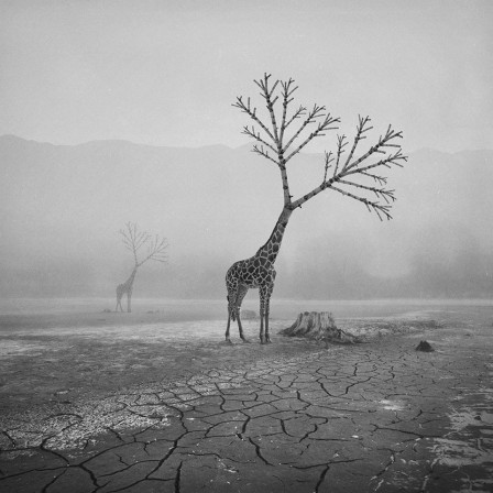 Dariusz Klimczak wifi girafe girawifi.jpg, déc. 2019