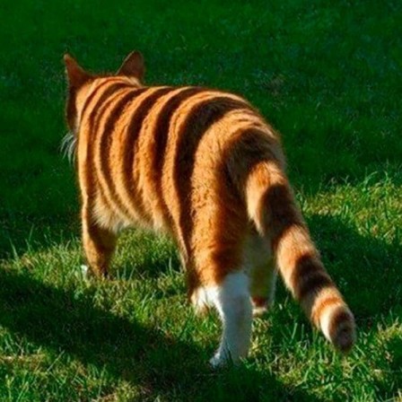 Dima Zverev le tigre de gouttière.jpg, déc. 2019