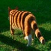 Dima Zverev le tigre de gouttière.jpg, déc. 2019