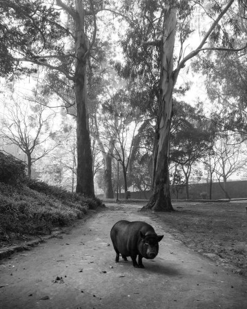 Diogo Lage Parque de São Roque porc vietnamien cochon bon dimanche à tous et toutes.jpg, déc. 2023