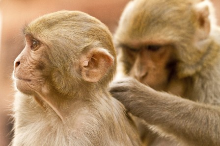 Dumitru Doru singe l'épouillage c'est sérieux.jpg, juin 2020