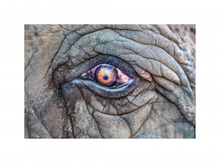 Edmondo Senatore éléphant l'oeil de pierre.jpg, déc. 2019