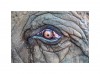 Edmondo Senatore éléphant l'oeil de pierre.jpg, déc. 2019