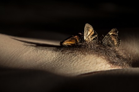 Elena Helfrecht des papillons dans le ventre.jpg, sept. 2019