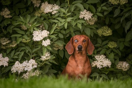 Elke Vogelsang aujourd'hui notre exposé portera sur l'hétérochromie ou yeux vairons.jpg, mai 2020