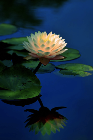 Fleurs de lotus dans le parc Ueno de Tokyo Étang Shinobazu Tokyo Japon.png, avr. 2023